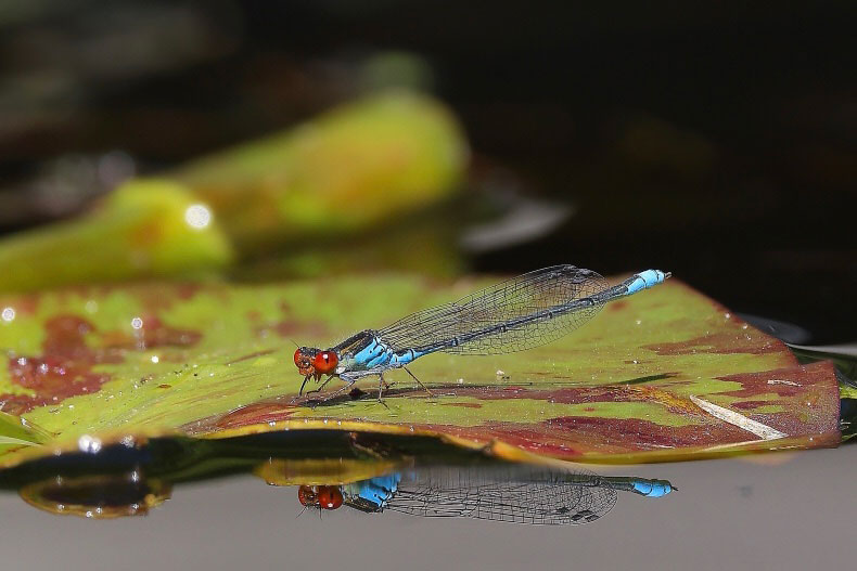 Erythromma_viridulum